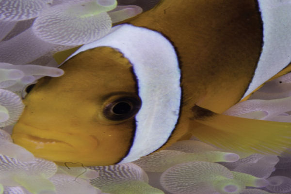 Great Barrier Reef Dive Taka Liveaboard Ribbon Reef Clownfish.